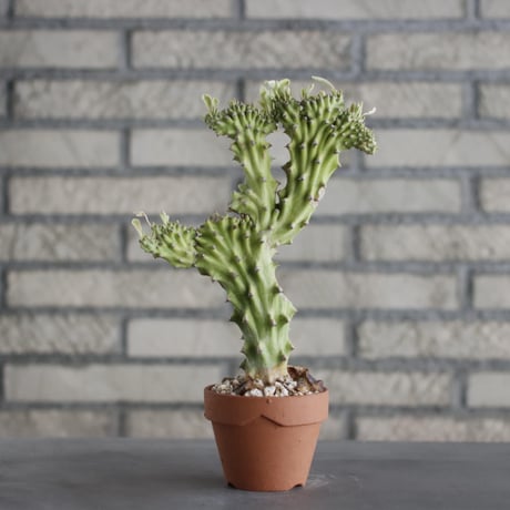 Euphorbia nivulia (ニブリア 綴化斑入り) / T.W. × YAMABACHI (3号) no.329/38