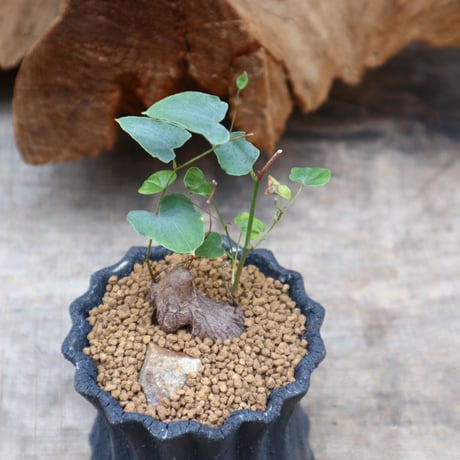 ディオスコレア ヘミクリプタ 銀葉亀甲竜 / Dioscorea hemicryputa   no.31267