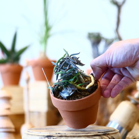 YAMABACHI × Euphorbia cylindrifolia   no.100124
