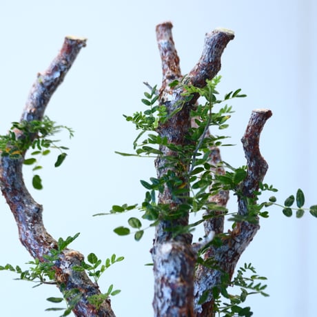 Commiphora monstrosa × N/OH   no.90342