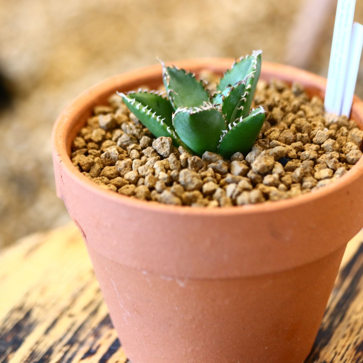 9/9入荷未発根未活着ベアルート植込み】 Agave titanota 