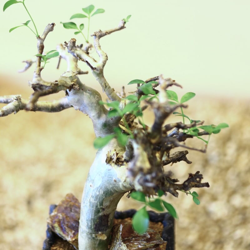 コミフォラストックシアナ　植物のみ コミフォラストックシアナ 植物のみ Commiphora stocksiana