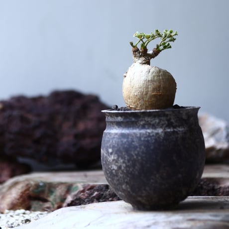 ユーフォルビア  スバポダ  Euphorbia subapoda    no.022
