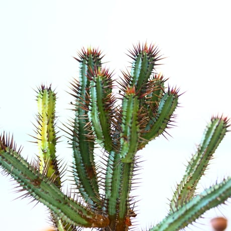 N/OH × Euphorbia enopla    no.61827