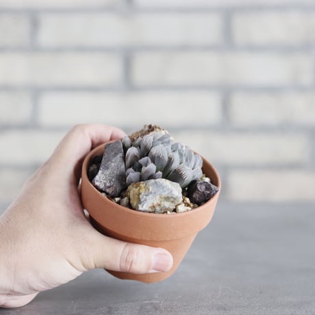 Haworthia オブツーサ×ベヌスタ × YAMABACHI (3号)  no.621/55
