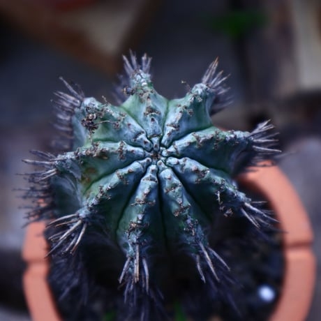 ユーフォルビア  ホリダ     Euphorbia  horrida     no.42509