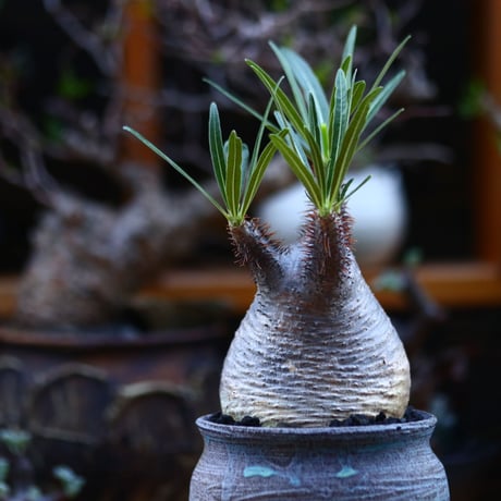 パキポディウム  グラキリス／Pachypodium  gracilius       no.92640