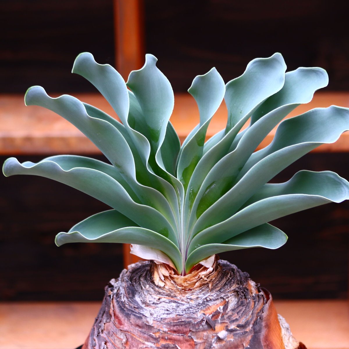 ブーフォン ハエマントイデス／Boophone haemanthoides no.3