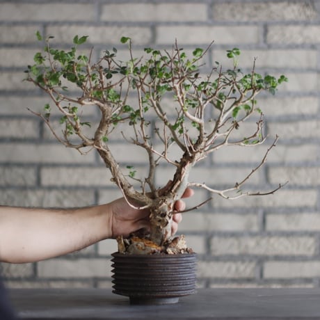 Bursera fagaroides × PEMONE (4.5号)  no.823-1.5