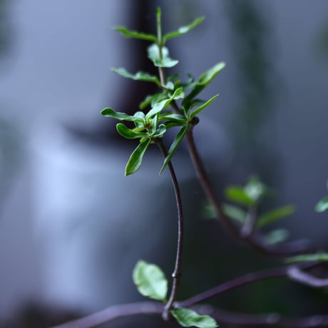 フォッケア  エデュリス  火星人  Fockea edulis   no.71942