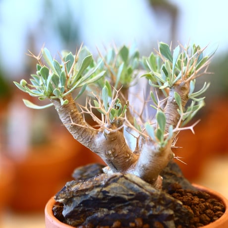 YAMABACHI × Othonna  euphorbioides   no.102252