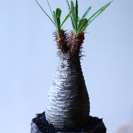 パキポディウム グラキリス   Pachypodium rosulatum var. gracilius no.92735-3