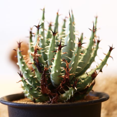 アロエ エリナケア / Aloe melanacantha ssp. var. erinacea  no.42318