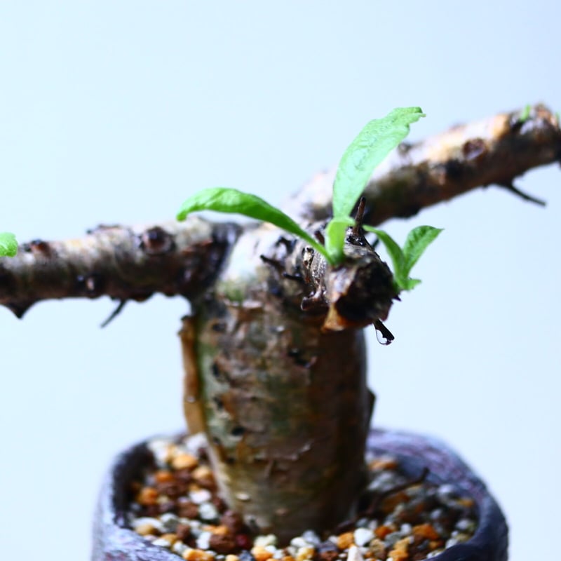 【発根済】セサモタムナス ブッセアヌス　現地球 isla del pescado - Sesamothamnus busseanus-セサモタムナス