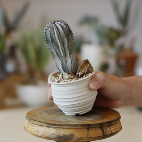 Euphorbia horrida × takero pot (2.5号)  no.1214/42
