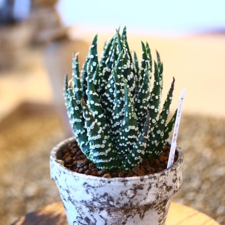 YAMABACHI ver. takero pot × Haworthia papillosa    no.102227