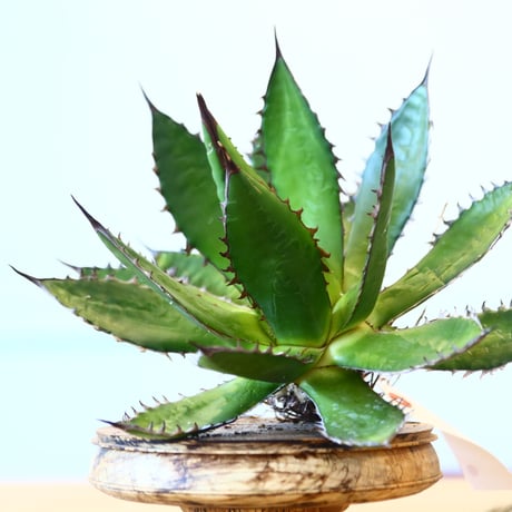 Agave horrida / Style of Chika   no.1015/19
