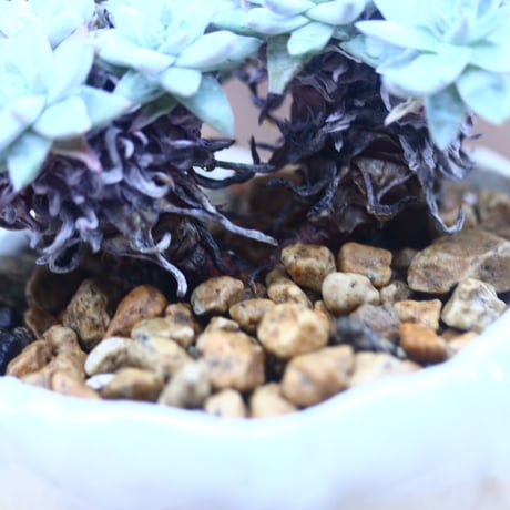 ダドレア グリーニー Dudleya greenei  no.31407