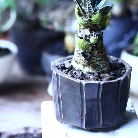 ドルステニア フォエチダ   Dorstenia foetida  no.71932