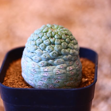 ラリレアキア カクティフォルメ  仏頭玉 / Larryleachia cactiformis　no.50701