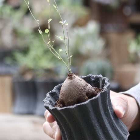 ディオスコレア ヘミクリプタ 銀葉亀甲竜／Dioscorea hemicryputa   no.111331