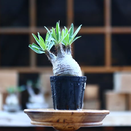 パキポディウム  グラキリス ／Pachypodium  gracilius     no.101715