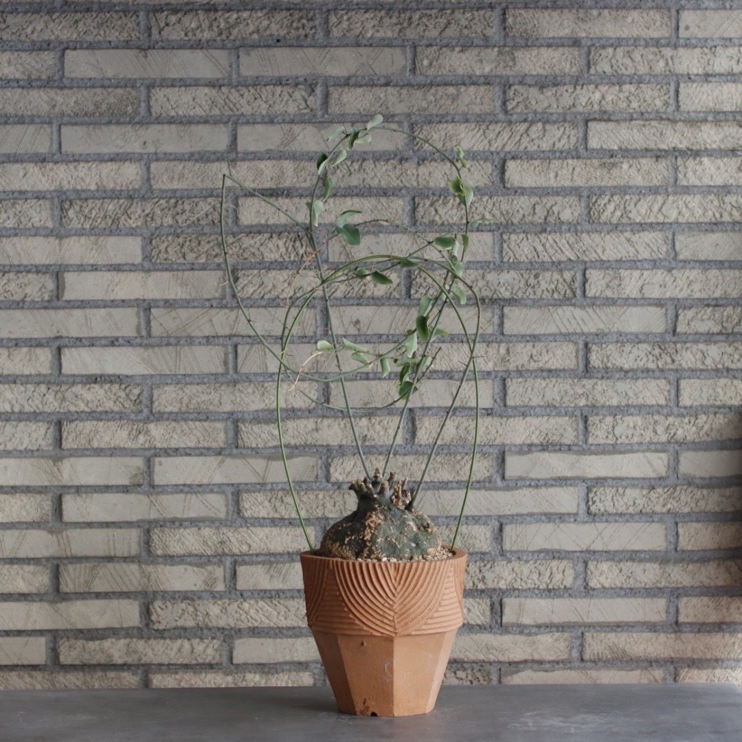 Adenia spinosa × N/OH (6.5号) no.510/3 | 芽の巣山