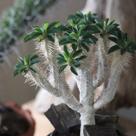Euphorbia guillauminiana × Tomoya Sakai / PLANETX    no.63004