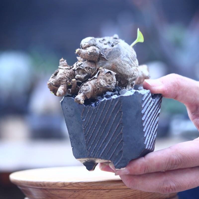 ユーフォルビア イトレメンシス Euphorbia itremensis n