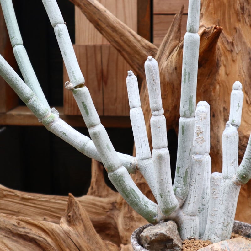 セロペギア フスカ / Ceropegia fusca / 発根済み no.31275