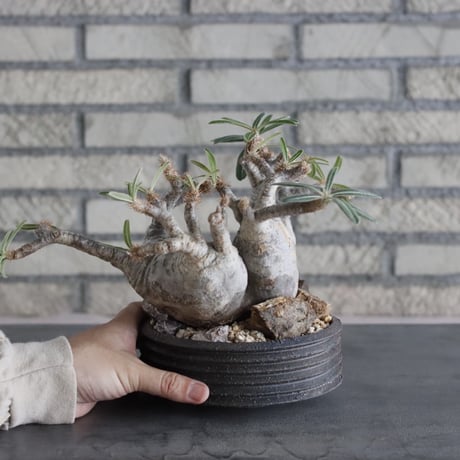 Pachypodium gracilius × PEMONE (5号) no.628/69