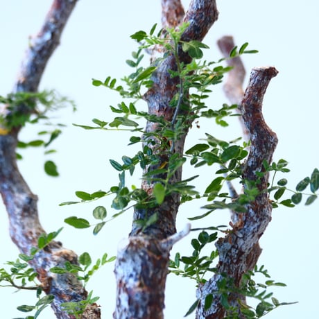 Commiphora monstrosa × N/OH   no.90342