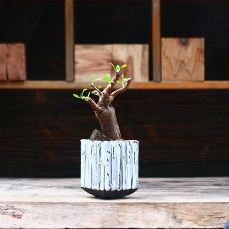 ブルセラ ファガロイデス / Bursera fagaroides / 発根済み　no.40205