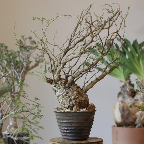 鉢・プランター TAKERO POT MASSES YAMABACHI MASSES × 芽の巣山 「YAMABACHI terracotta」 テラコッタ