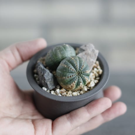 Euphorbia obesa  × takero pot (2.5号)  no.419/83
