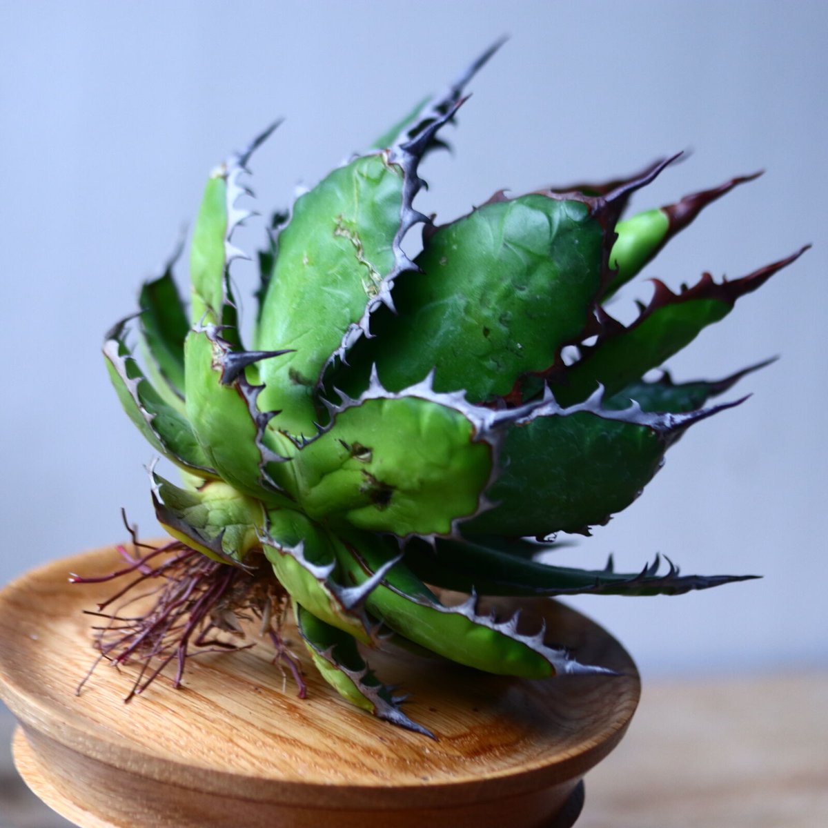 アガベホリダ極上株 Agave horrida No.AHRD025 アガベホリダ | STORES