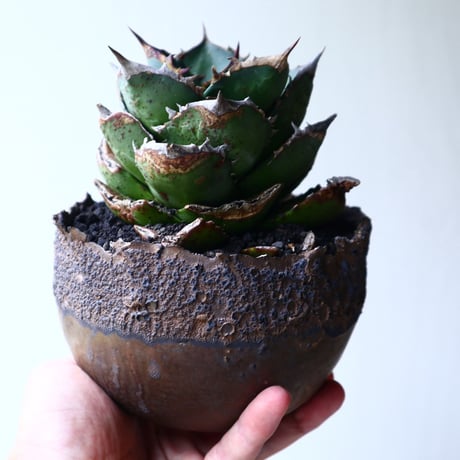 アガベ   チタノタ   FO-76   Agave titanota  "FO-76"  no.72105