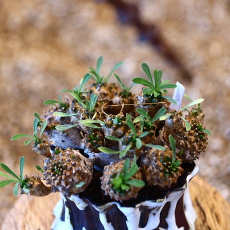 Euphorbia ‘Gabisan’ × soso    no.31019
