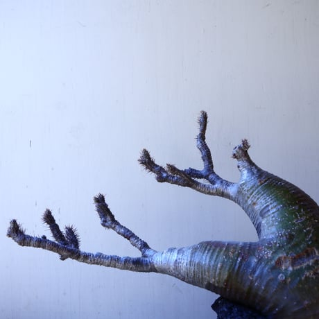 パキポディウム グラキリス   Pachypodium rosulatum var. gracilius no.11208