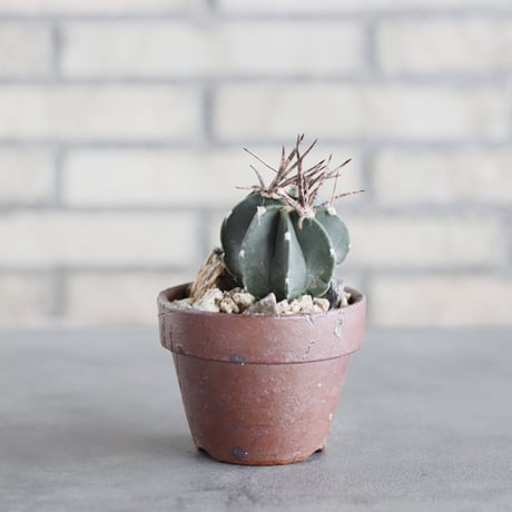 Astrophytum capricorne v. crassispinum (黒刺水牛大鳳玉) × YAMABACHI var.六本芽 (3号)  no.621/47