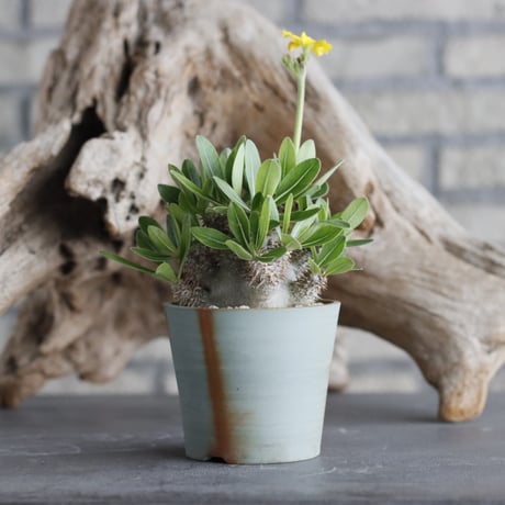 Pachypodium Tackyi × { Tackyi×大黒 } × 備前鉢2.5号 / snp plants  no.607-1