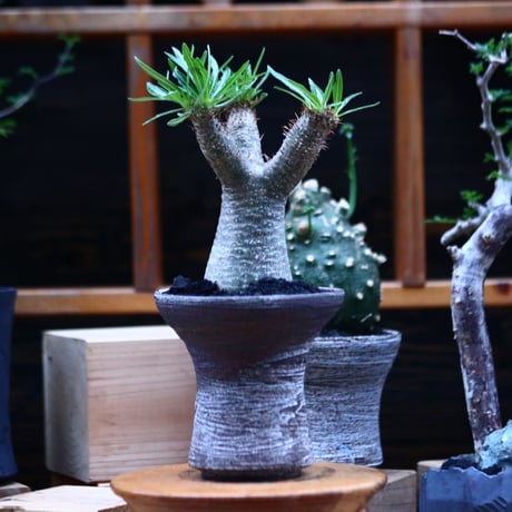 パキポディウム  イノピナツム／Pachypodium Inopinatum   no.100329
