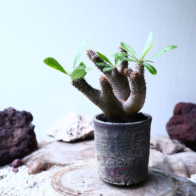 パキポディウム マカイエンセ ＋ valiem aobouzu 2周年Mサイズ パキポディウム マカイエンセ ＋ valiem aobouzu 2周年Mサイズ