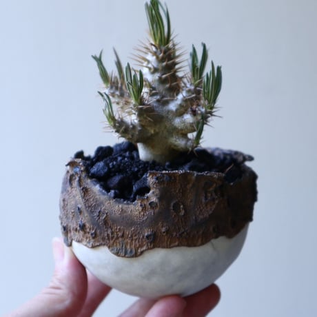 パキポディウム グラキリス（実生） Pachypodium rosulatum var. gracilius no.51937