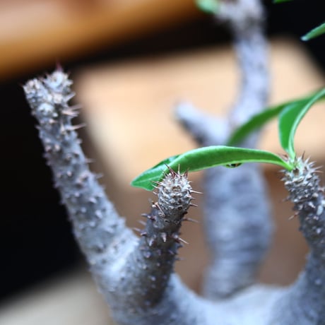 パキポディウム  マカイエンセ／Pachypodium Makayense       no.82943