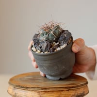 たけろうポット / ちぎり/ 白サビ / ツブ / LL no.211-65 | 芽の巣山