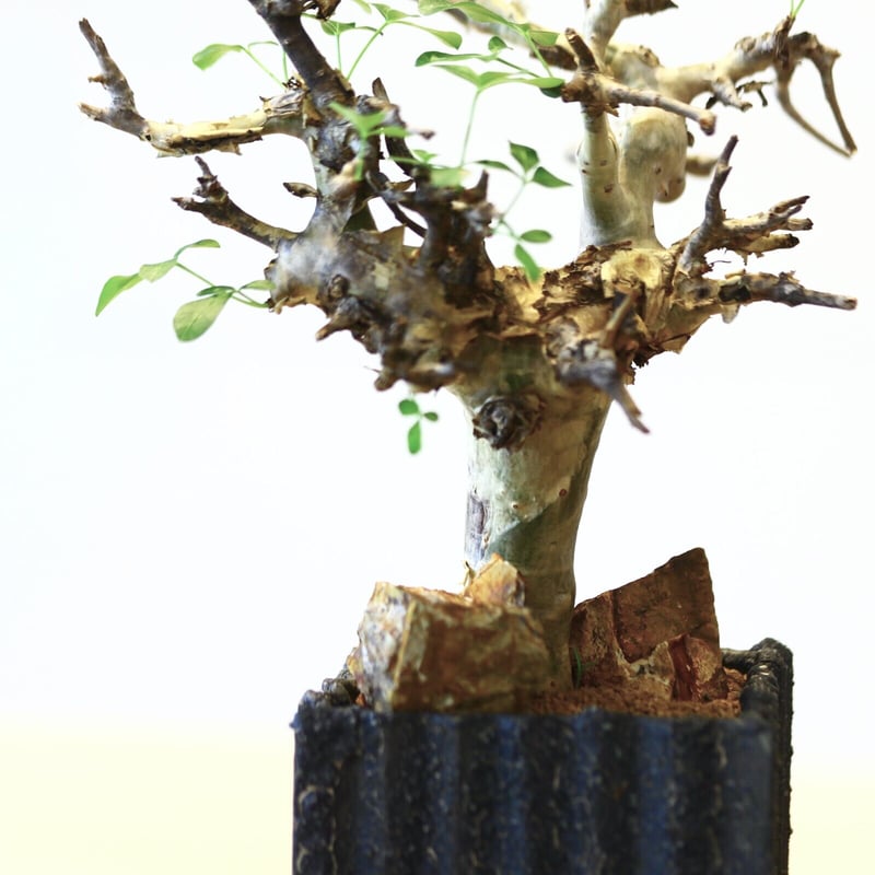 コミフォラ　ストックシアナ コミフォラ ストックシアナ／Commiphora stocksiana no.111310