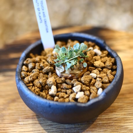 Othonna  cacalioides × N/OH    no.123104