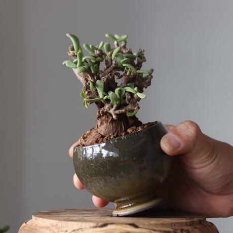 Ceraria pygmaea × 中川智治   no.61639
