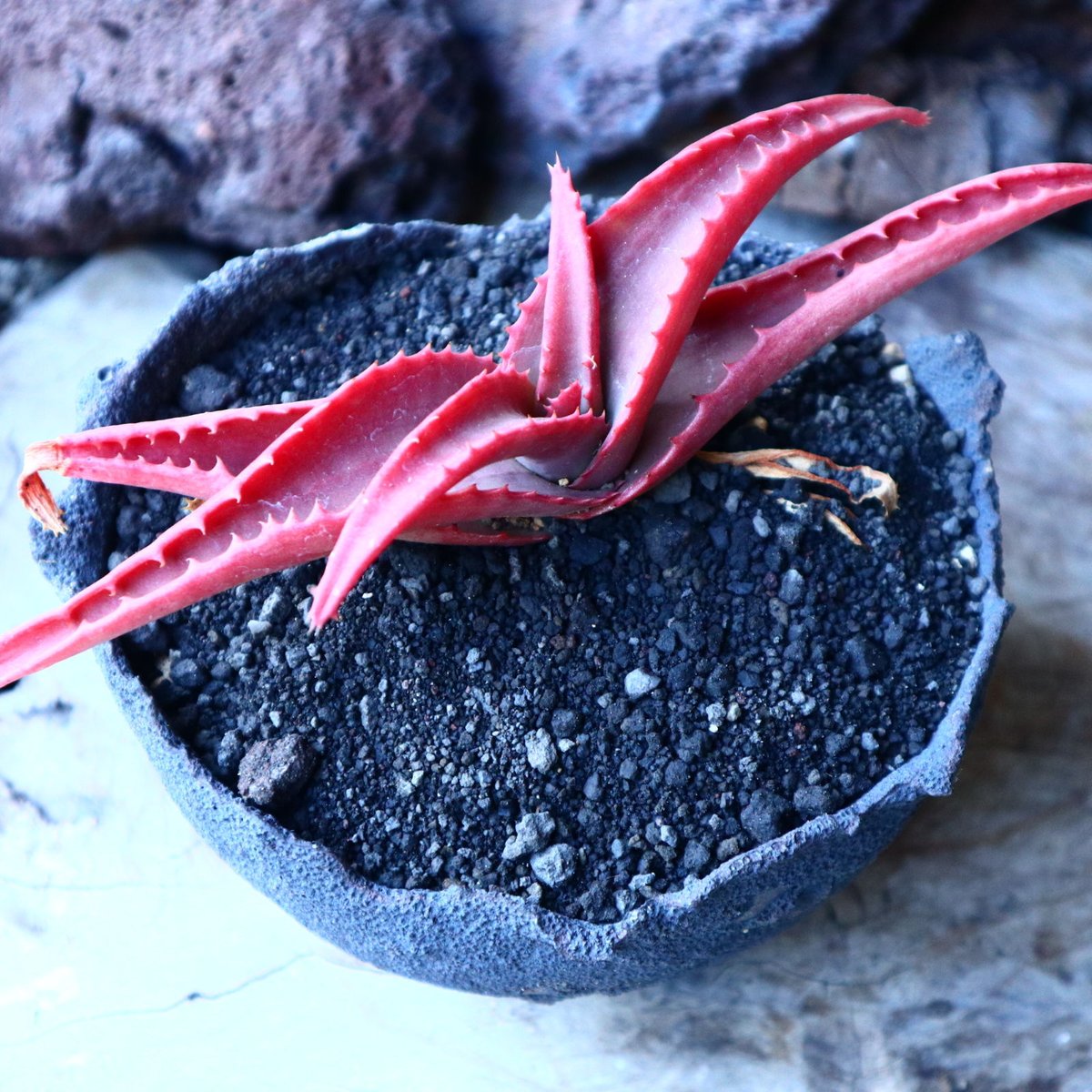 アロエ バンバレニー Aloe vanbalenii no.30102 | 芽の巣山